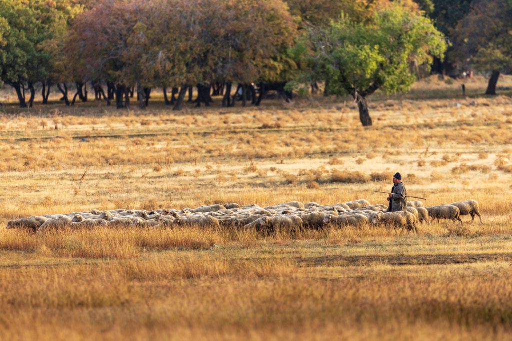 Cristel, il pastore di Macin National Park