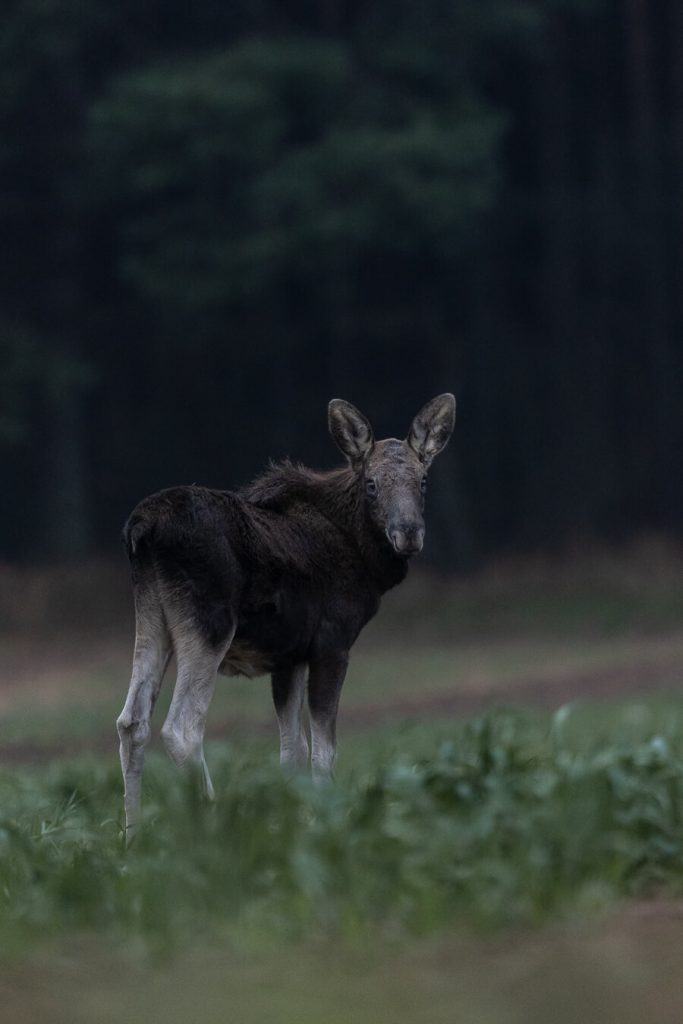 Alce Cucciolo Bordo Starda