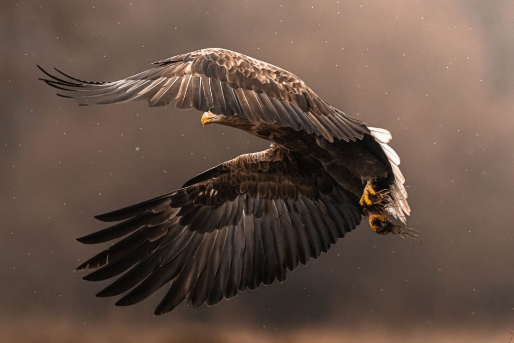 Aquila in volo