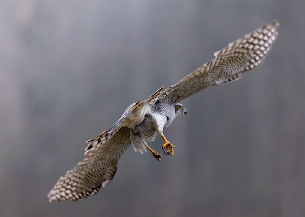 Astore in volo