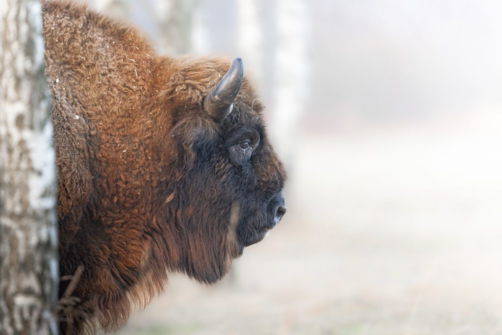 Profilo bisonte