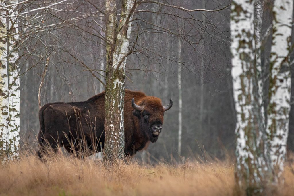 Bisonte
