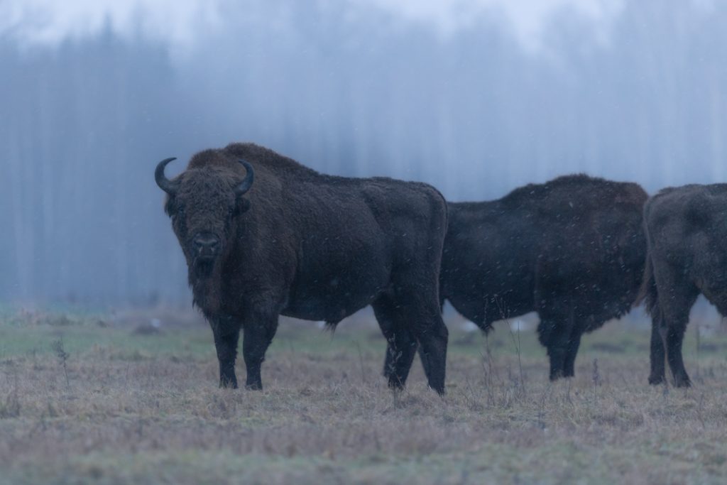 Bisonti nella nebbia