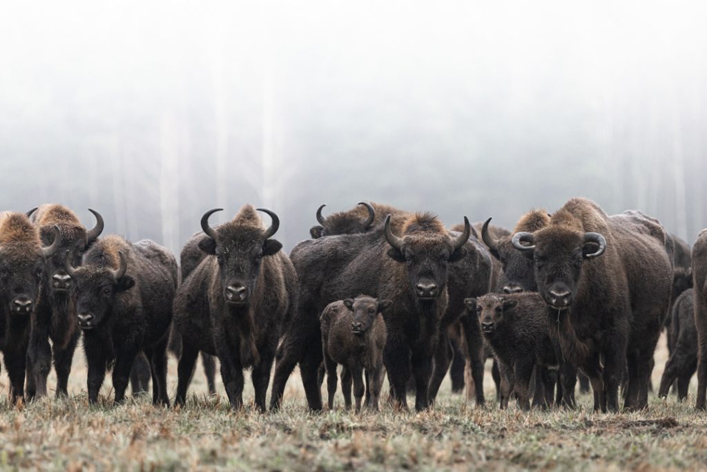 Bisonti in branco