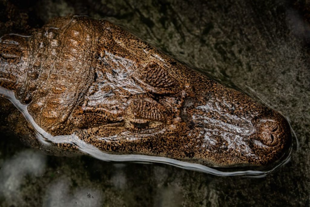 Caiman Costa Rica