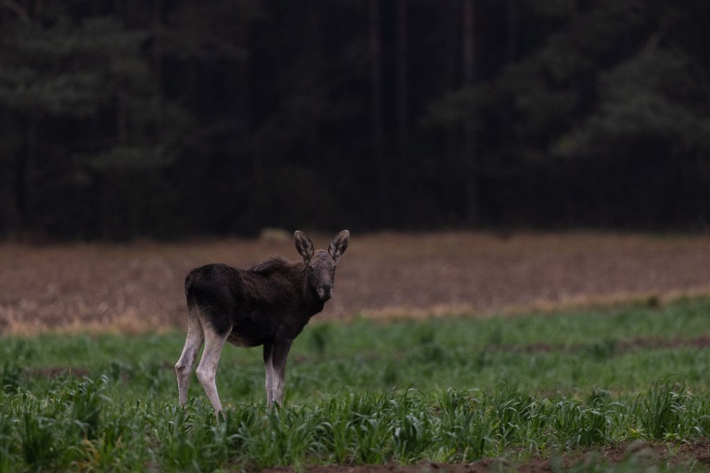 Alce Cucciolo Bordo Starda