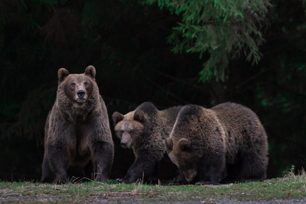 Famiglia Di Orsi Bruni Su Strada