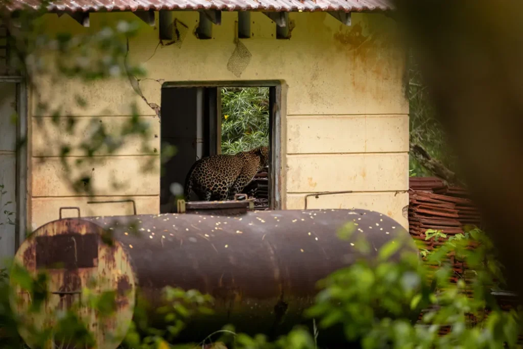 Leopard Sri Lanka building subscriber