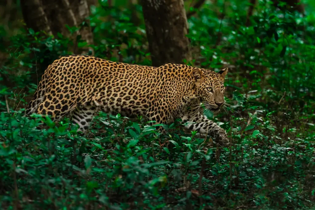 Sri Lankan jungle leopard