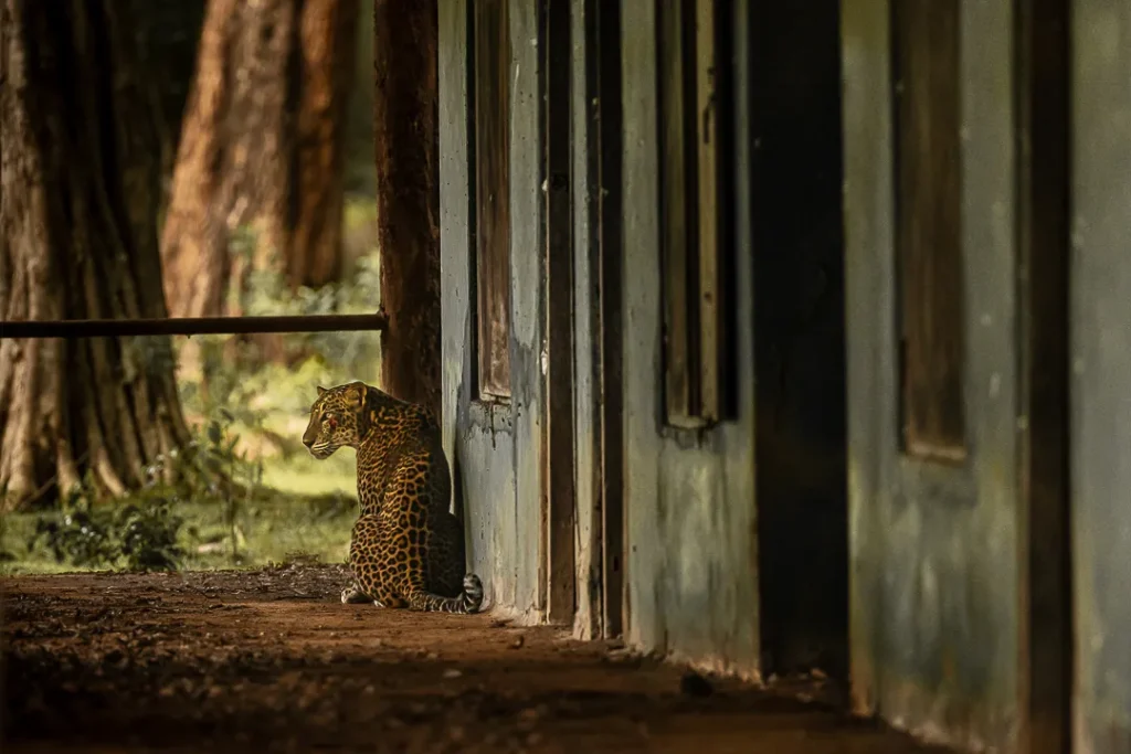 Sri Lankan leopard resting near abandoned house