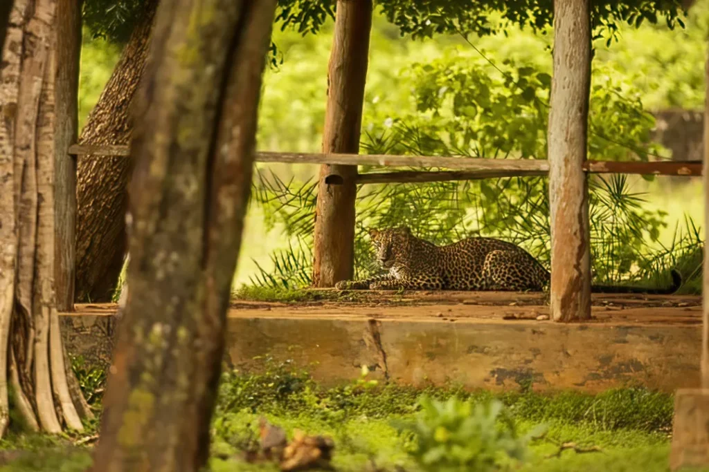 Sri Lankan leopard on building door