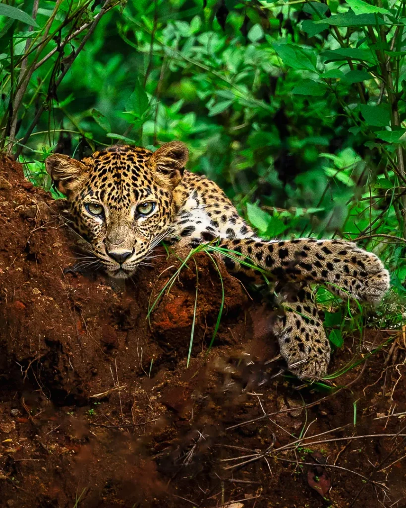 Leopard Sri Lanka vegetation