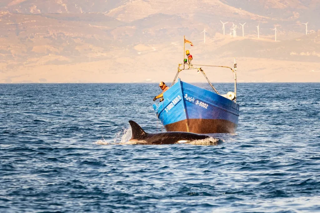 Orca cerca del estrecho de Gibraltar