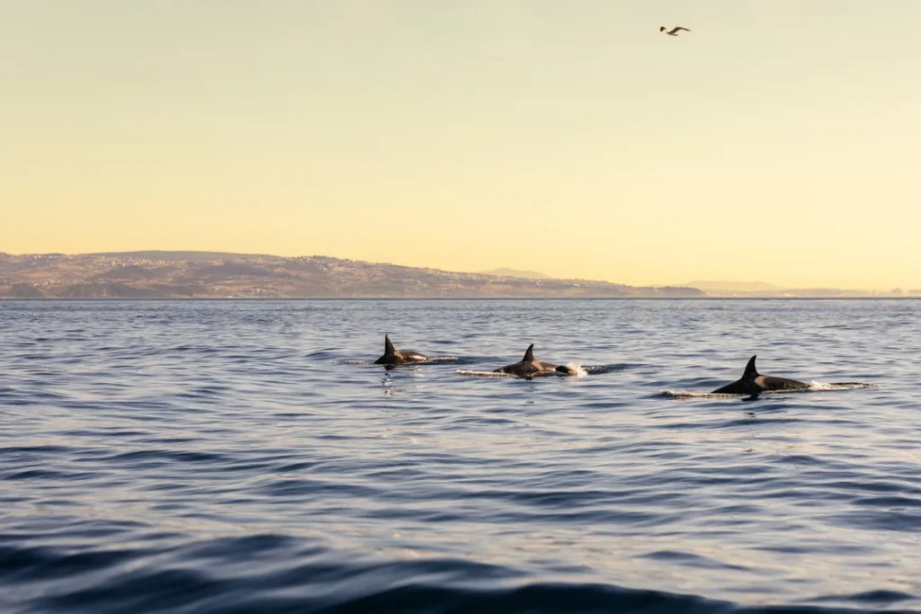 Orcas ibéricas en el estrecho del amanecer