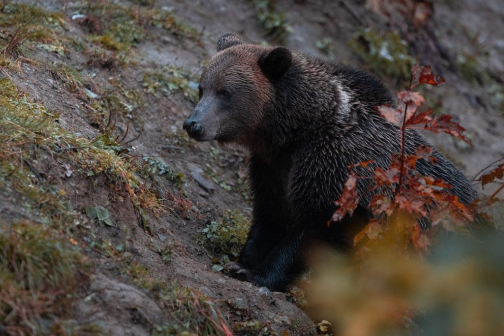 Orso nel bosco Romania