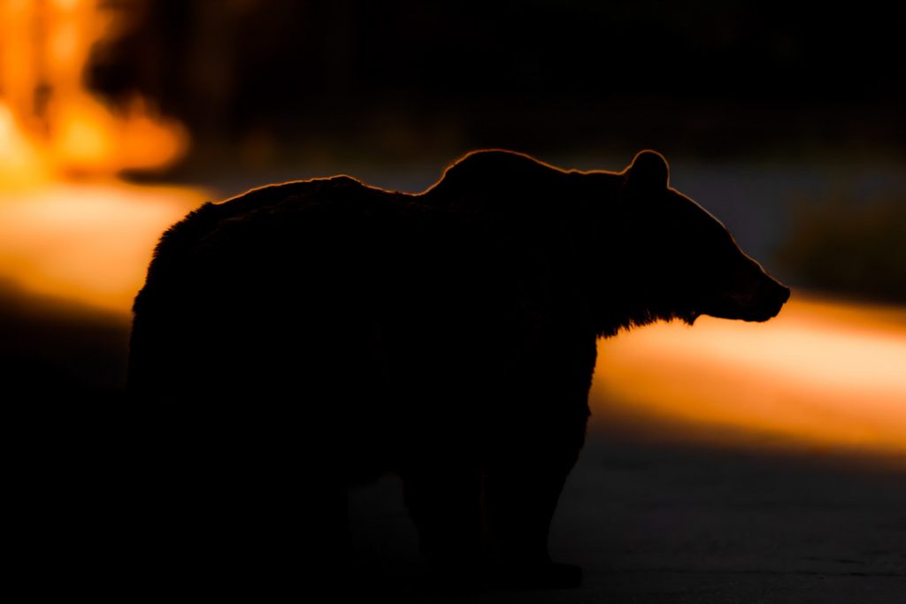 Orso bruno in penombra