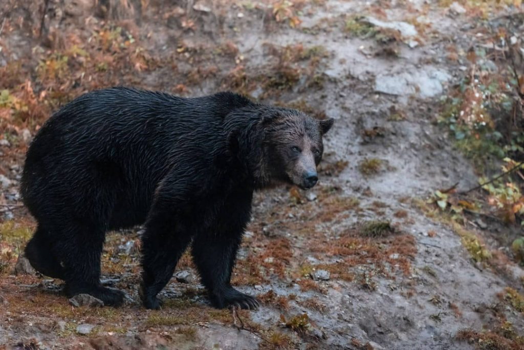 Orso Senza Orecchio