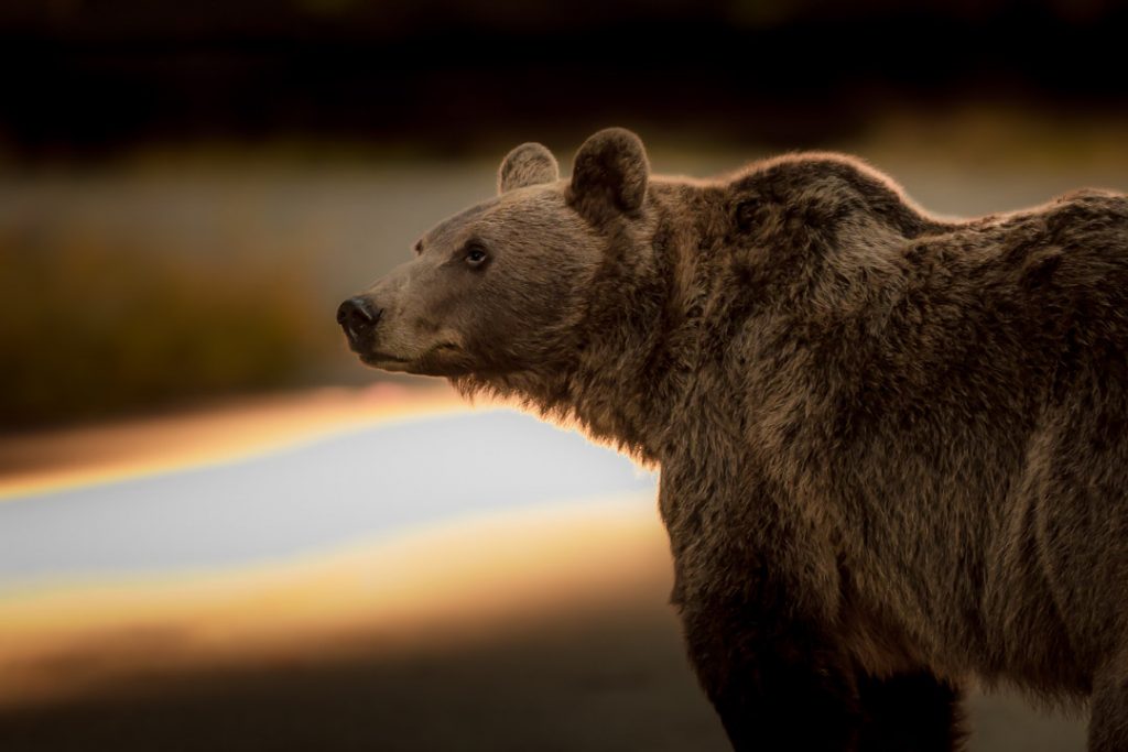 Orso su strada