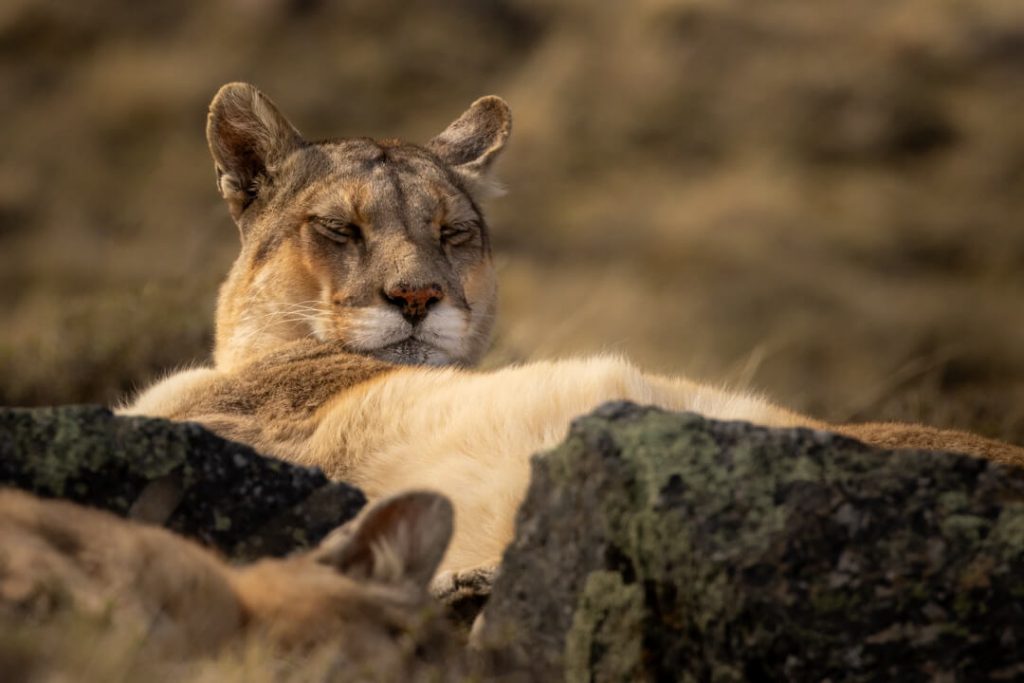 Puma Torres del Paine