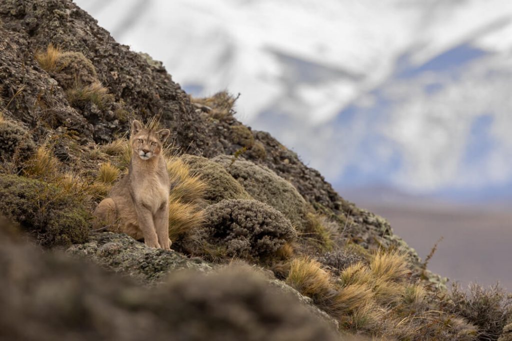 Puma Torres del Paine