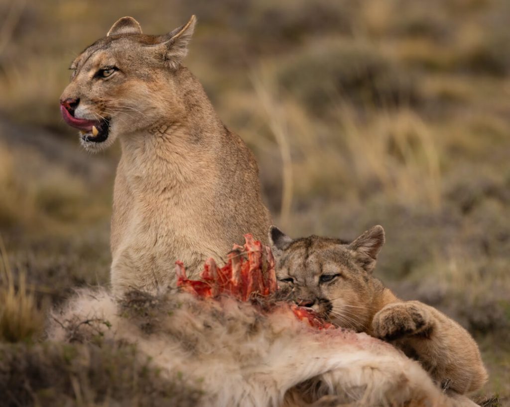 Puma Torres del Paine