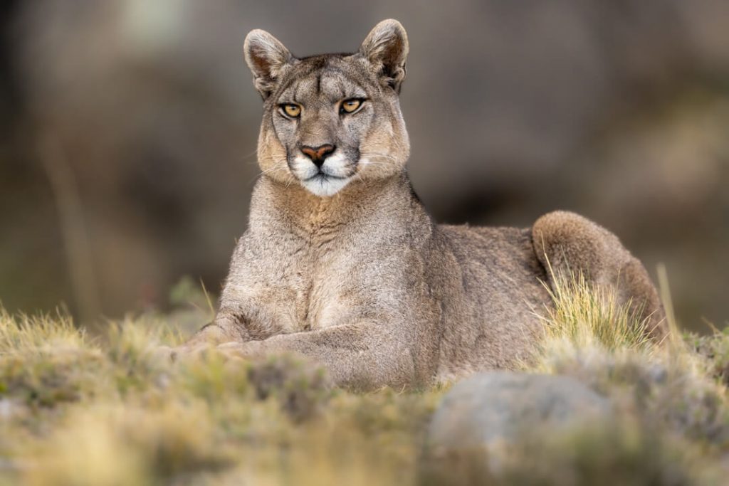 Puma Torres del Paine