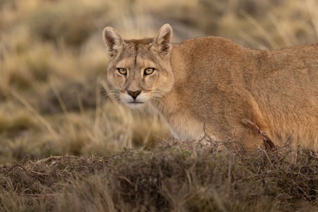 Puma Torres del Paine