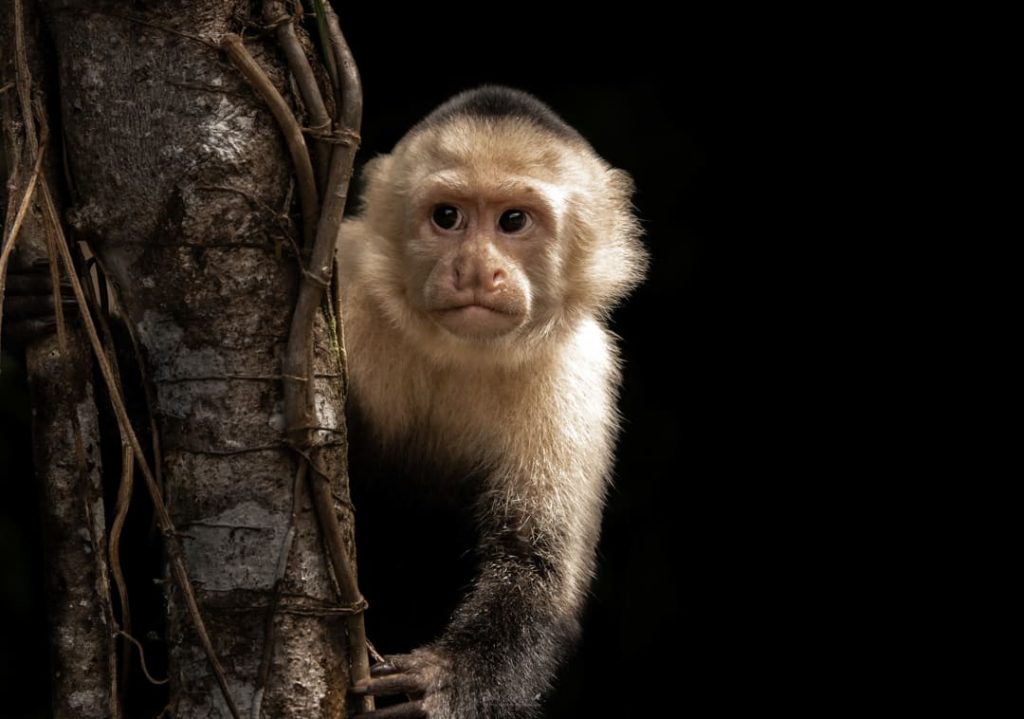 Capuchin Monkey