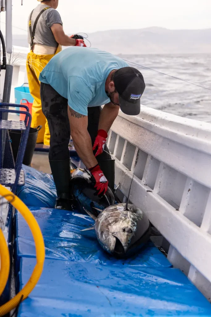 Operaciones de pesca de atún en España