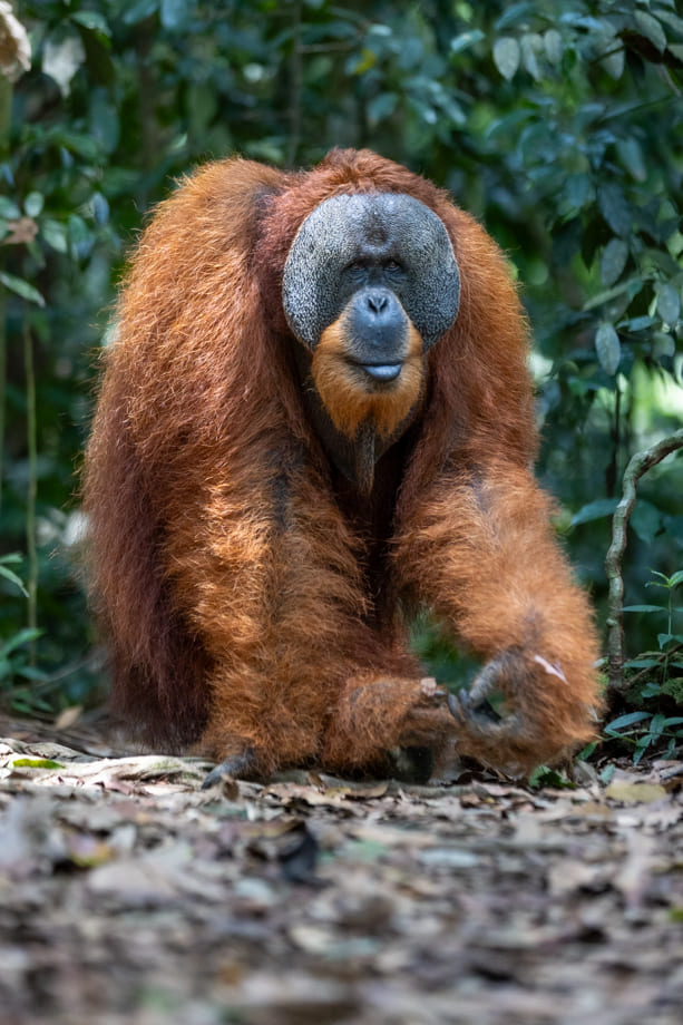 Big Male Orangutan Sumatra 2