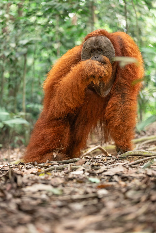 Big Male Orangutan Sumatra