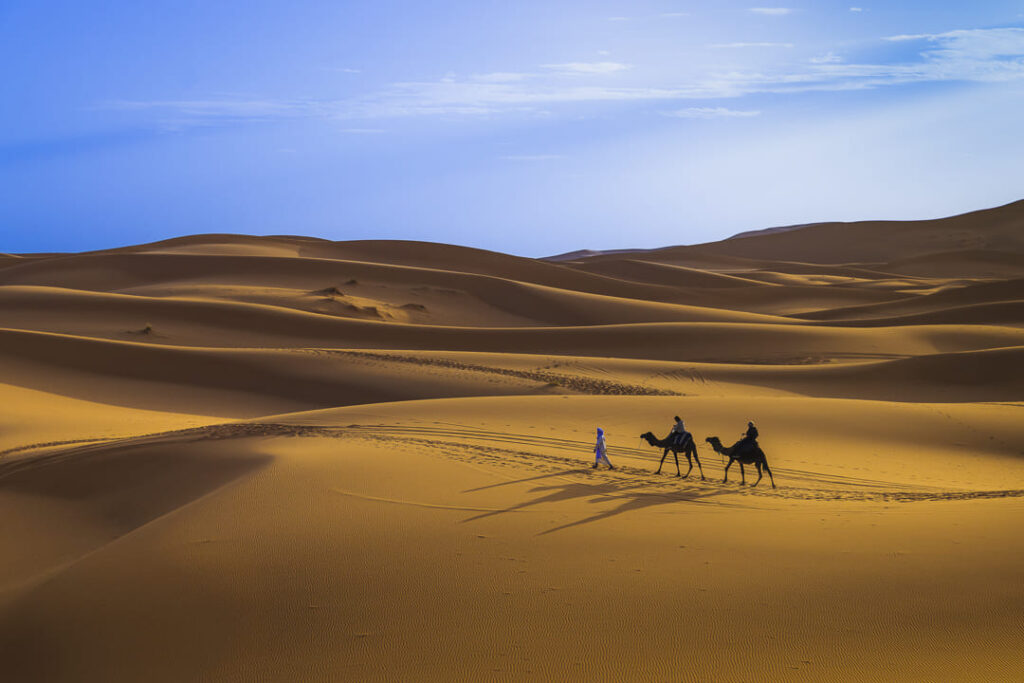 Cammelli nelle dune 2