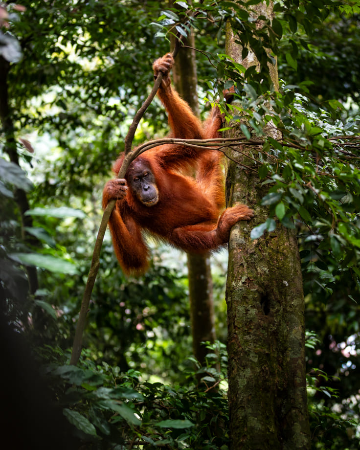 Female Orangutan Sumatra