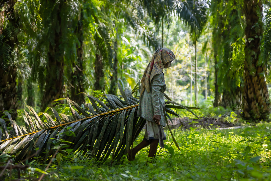 Palm Oil Plantation Sumatra