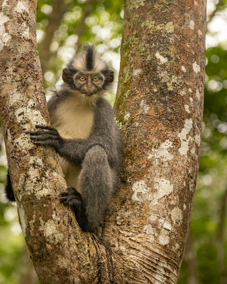 Thomas Monkey Sumatra