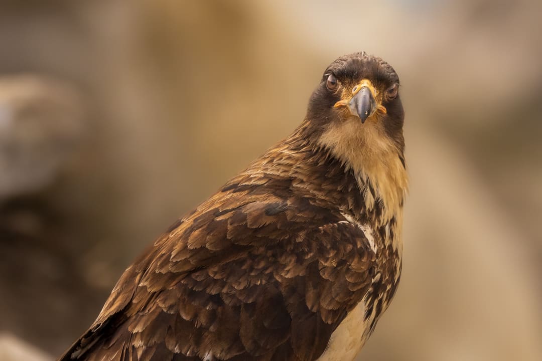 Aquila