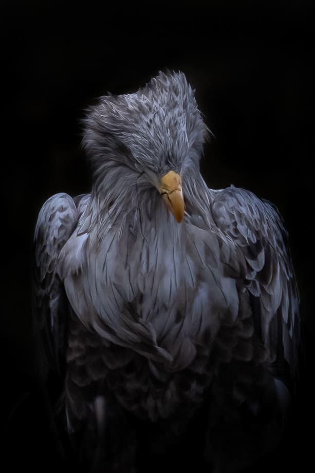 Aquila Adulta