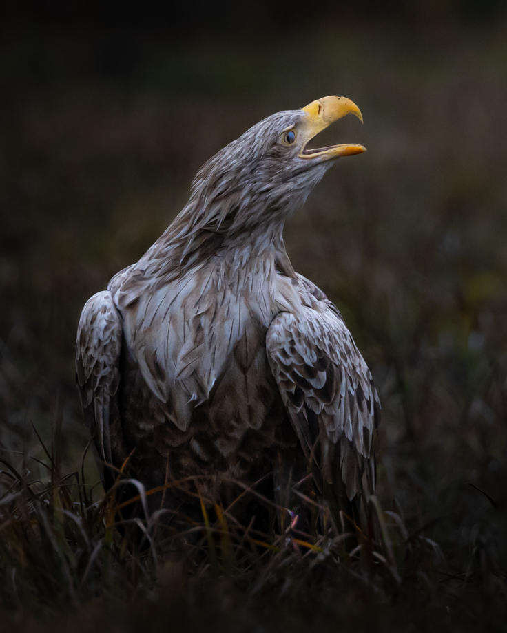 Aquila Adulta