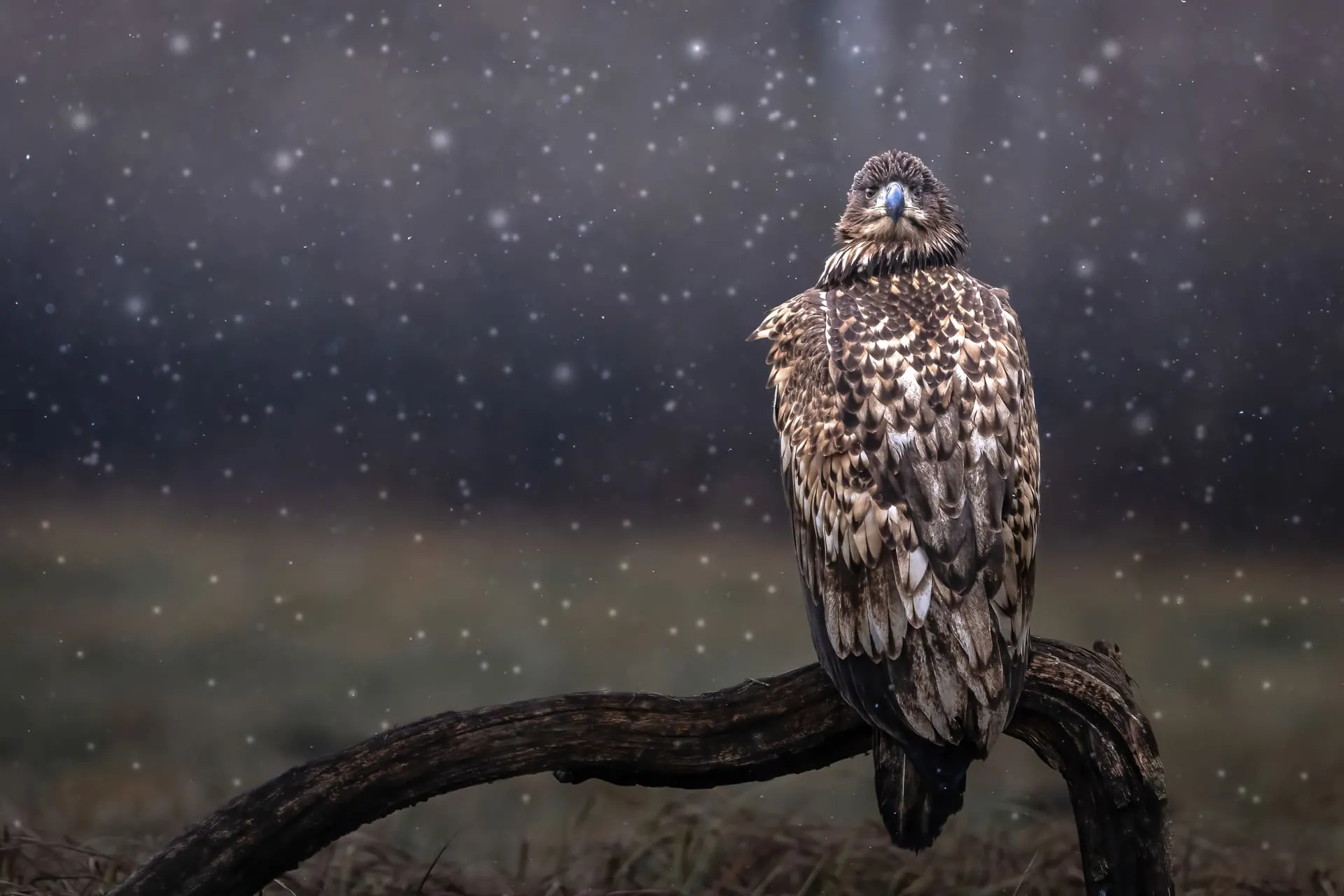 Limited Edition - Aquila sotto la Neve