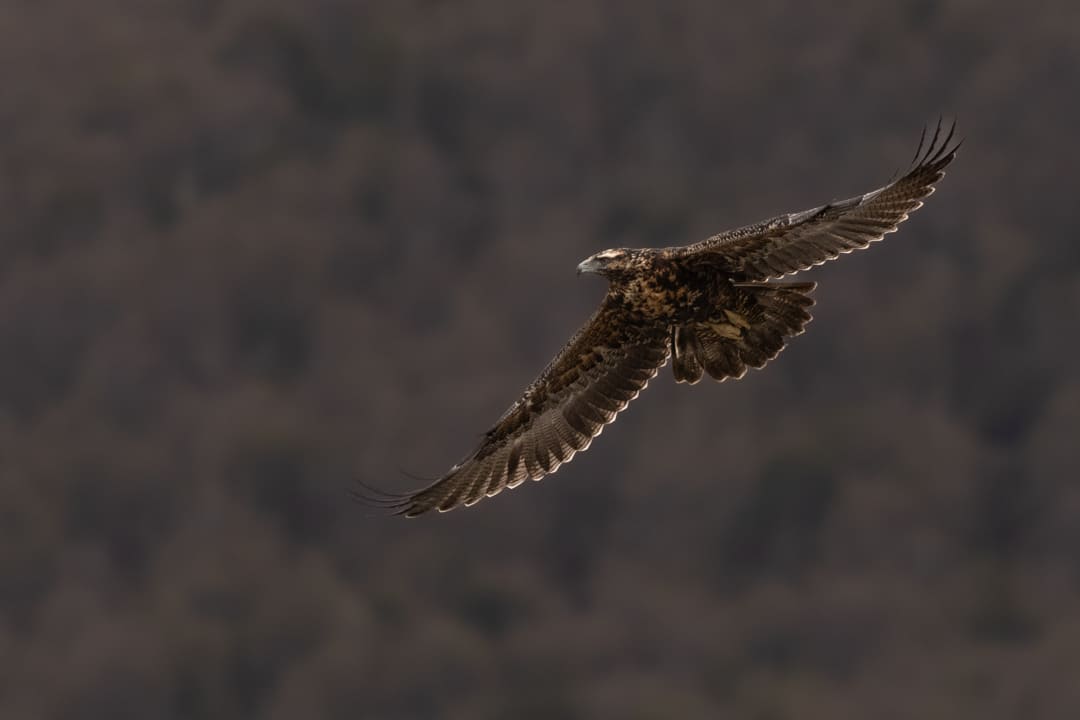 Aquila