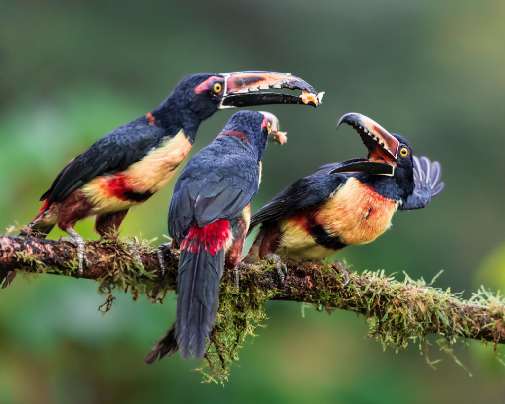Aracari group