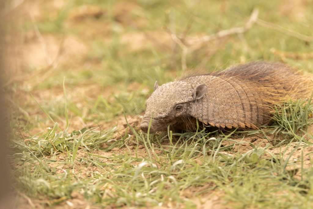 armadillo