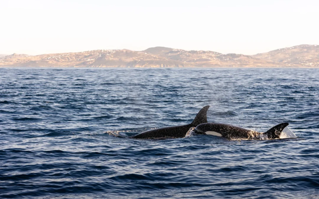 The Iberian Orca in the Strait of Gibraltar