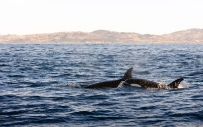 The Iberian Orca in the Strait of Gibraltar