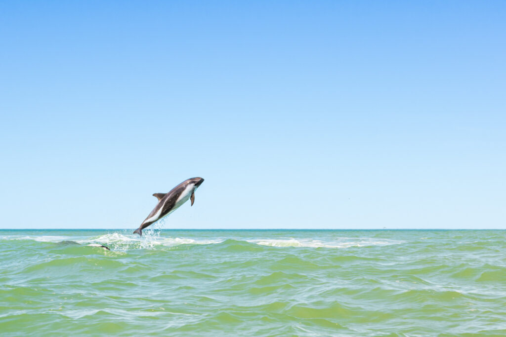 Austral dolphin