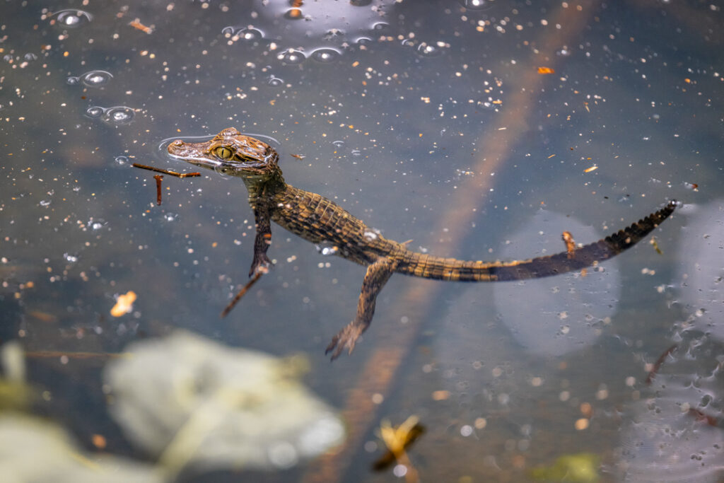 Baby caiman