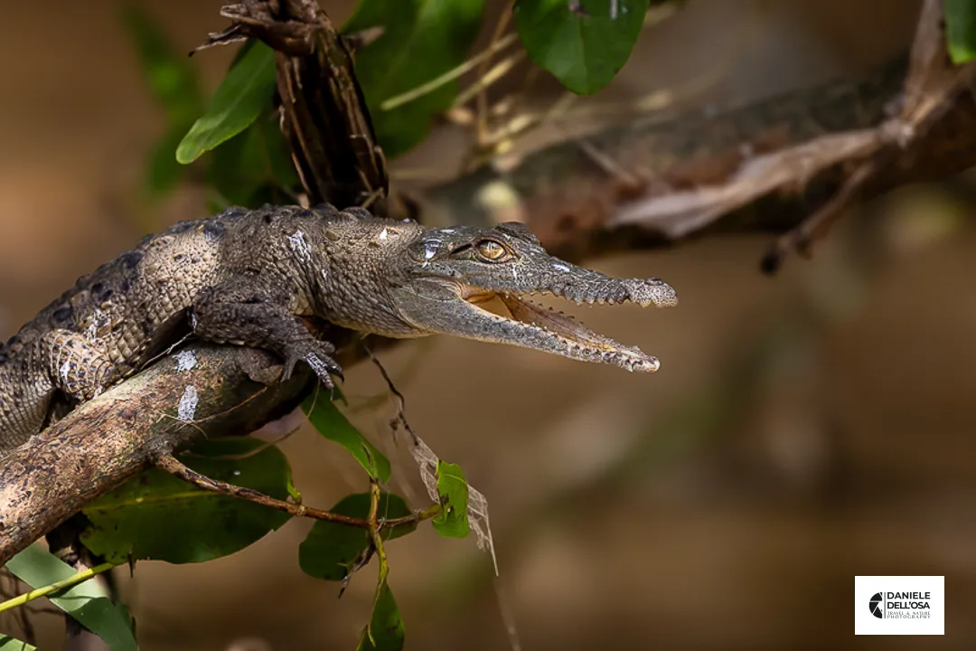 Baby crocodile national geographic