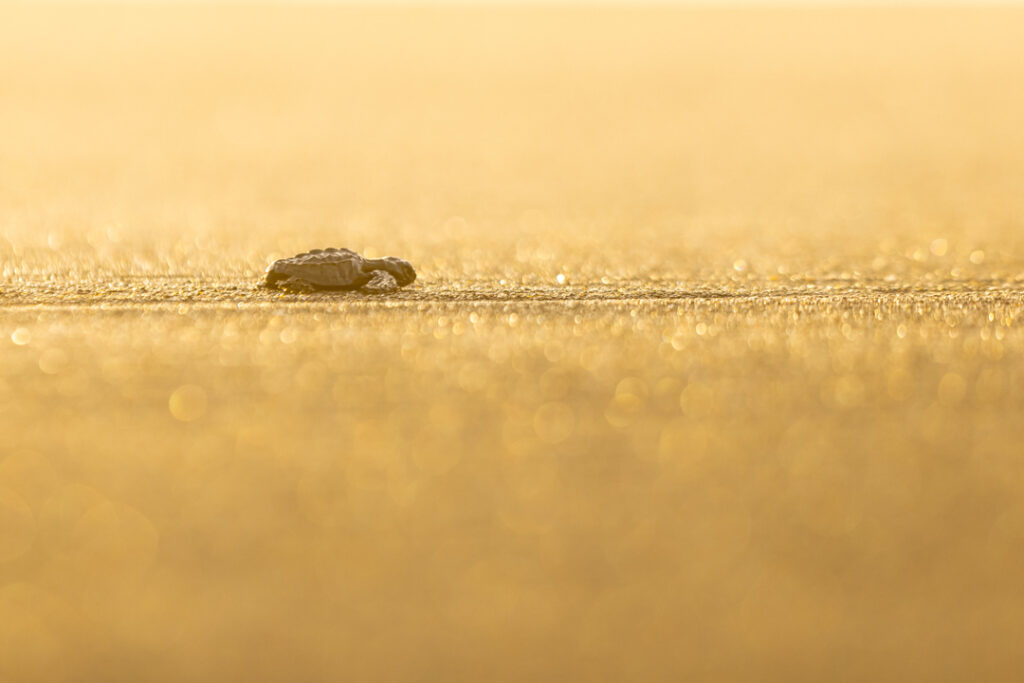Baby turtle costa rica