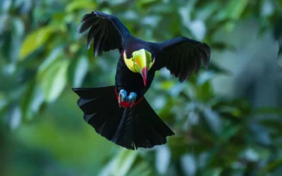 Costa Rica: Il Paradiso del Birdwatching e della Fotografia Naturalistica