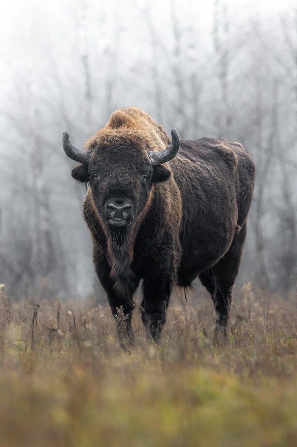 Bisonte Vicino Al Villaggio
